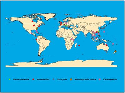 Phylogenetic Revision of Savoryellaceae and Evidence for Its Ranking as a Subclass